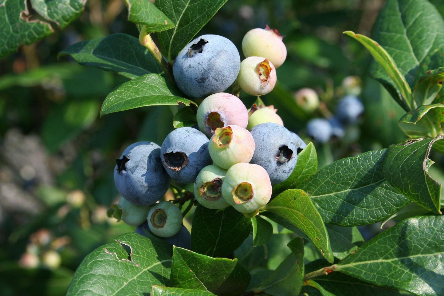 Blueberry, Vaccinium Corymbosum 'elliott' - View 2 from www redcrocus com