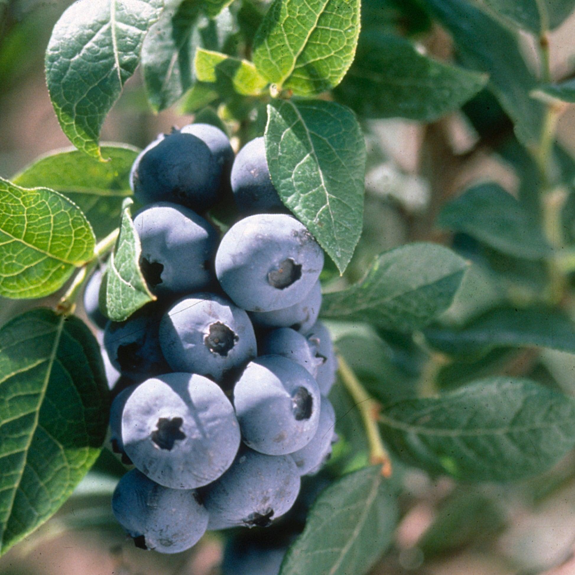 Blueberry, Vaccinium Corymbosum 'elliott' - View 3 from www redcrocus com