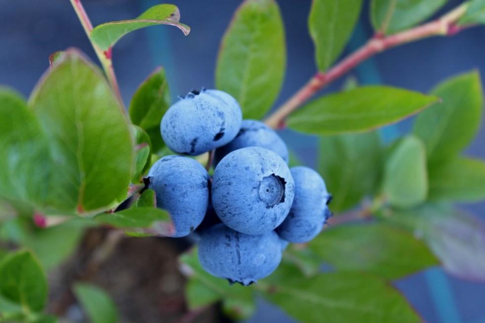 Blueberry, Vaccinium Corymbosum 'elliott' - View 4 from www redcrocus com