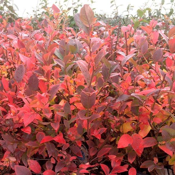 Blueberry, Vaccinium Corymbosum 'elliott' - View 6 from www redcrocus com