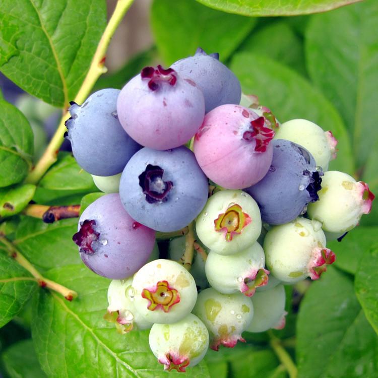 Blueberry, Vaccinium Corymbosum 'elliott' - View 8 from www redcrocus com