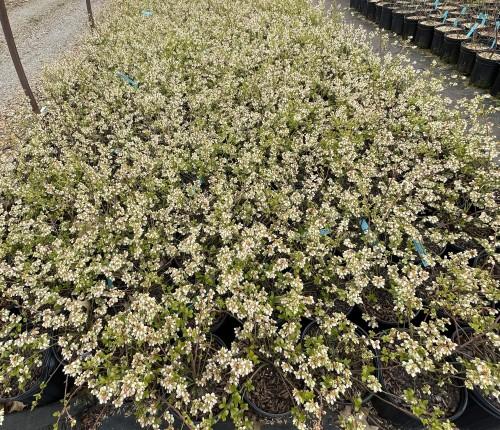 Blueberry Vaccinium Angustifolium Michigan - View 10 from www redcrocus com
