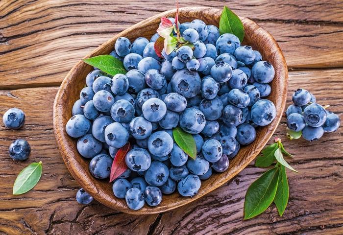 Blueberry Vaccinium Angustifolium Michigan 17 Af3a1837 2dfb 4f5c Bd3d 60a820eb65f2 from www redcrocus com