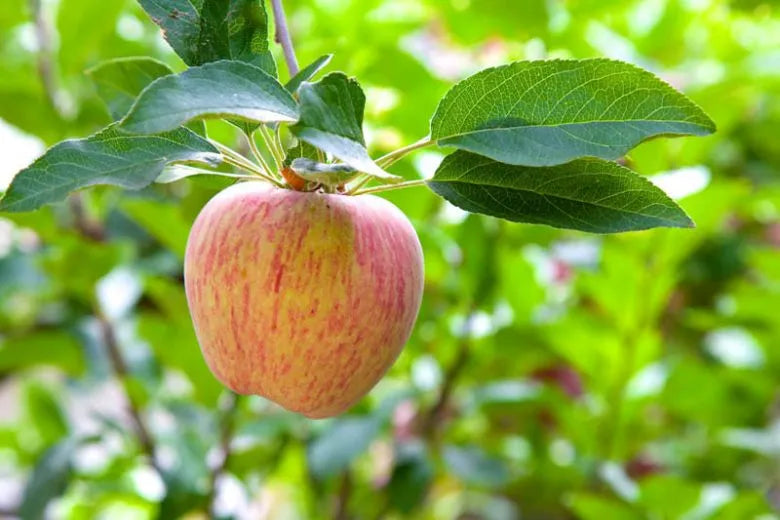 Malus Domestica 'cortland' - View 12 from www redcrocus com