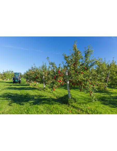 Malus Domestica 'cortland' - View 13 from www redcrocus com