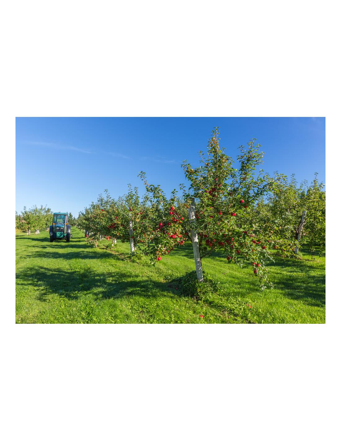 Malus Domestica 'cortland' - View 15 from www redcrocus com