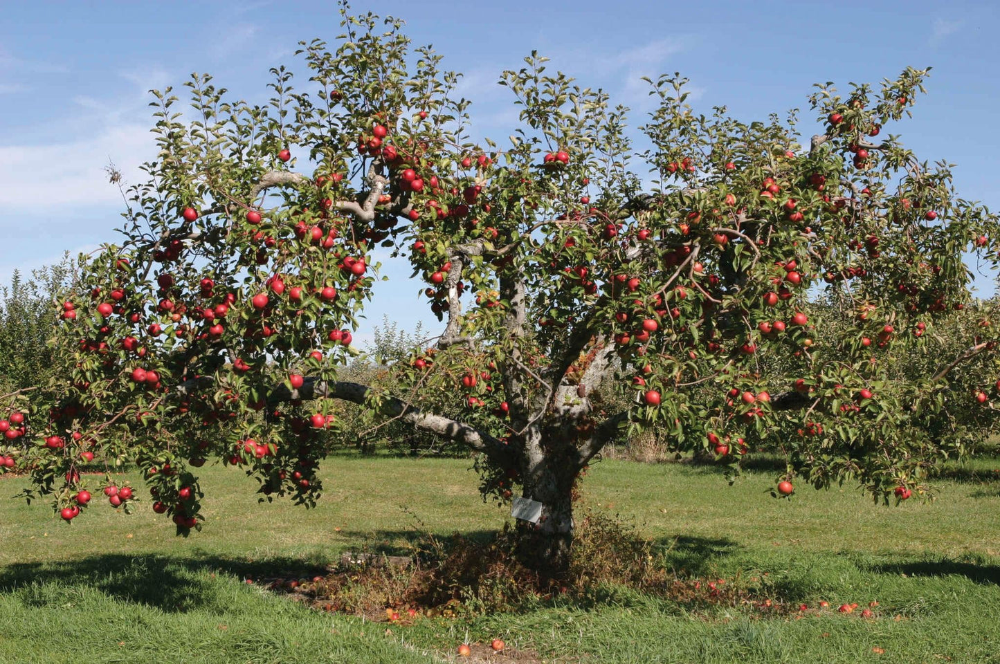 Malus Domestica 'cortland' - View 17 from www redcrocus com