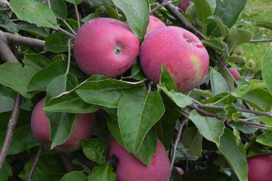 Malus Domestica 'cortland' - View 18 from www redcrocus com