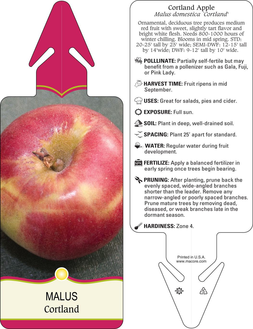Malus Domestica 'cortland' - View 19 from www redcrocus com