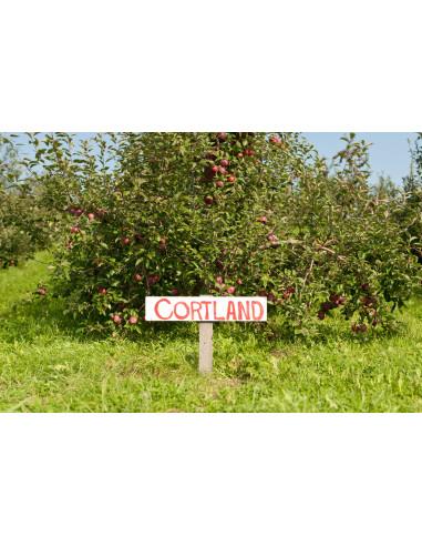 Malus Domestica 'cortland' - View 8 from www redcrocus com