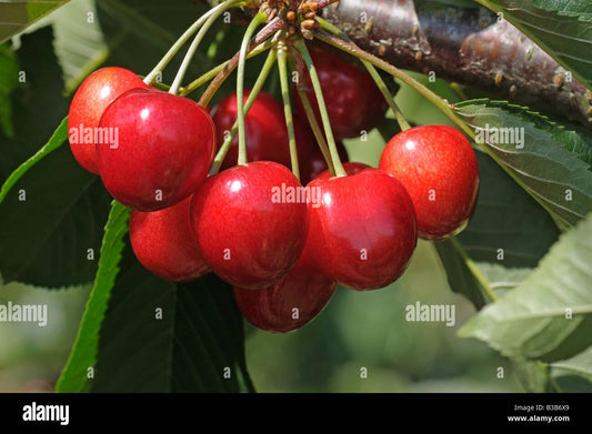 Prunus Avium Bing Sweet Cherry - View 11 from www redcrocus com