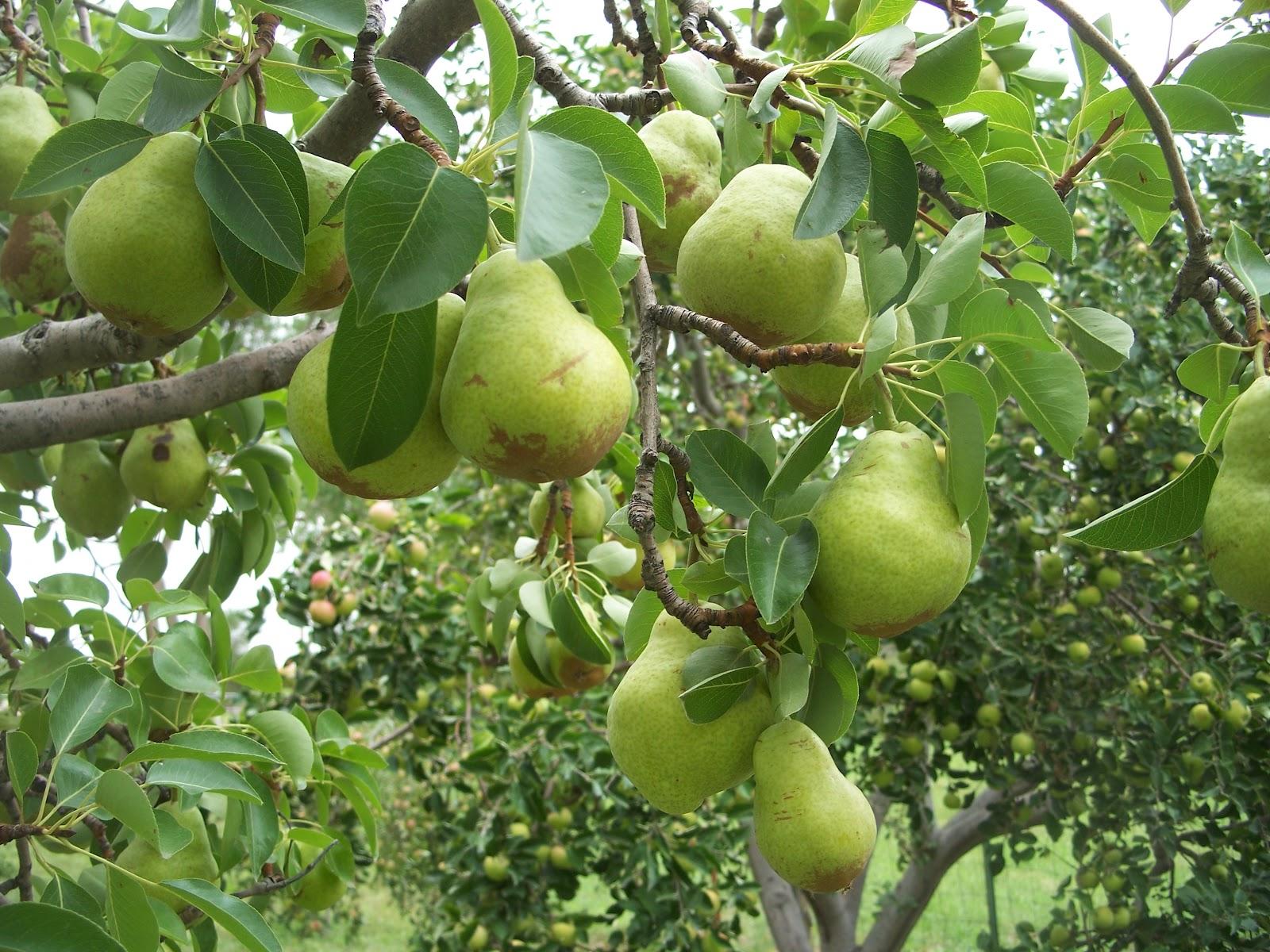 Pyrus Communis Bartlett - View 10 from www redcrocus com