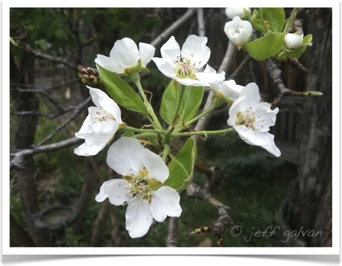Pyrus Communis Bartlett - View 13 from www redcrocus com