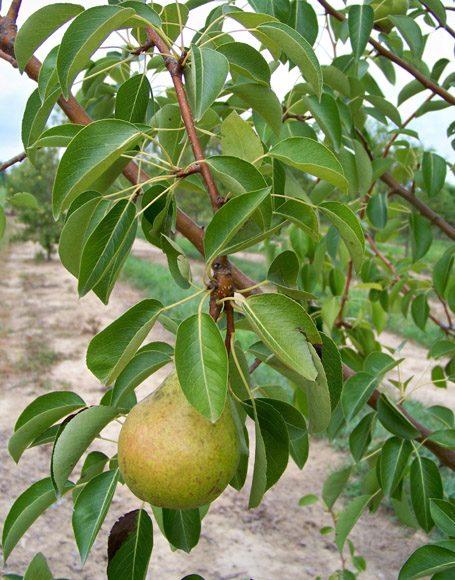 Pyrus Communis Bartlett - View 15 from www redcrocus com
