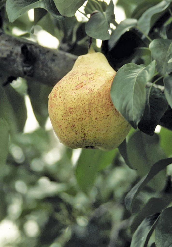 Pyrus Communis Bartlett - View 17 from www redcrocus com