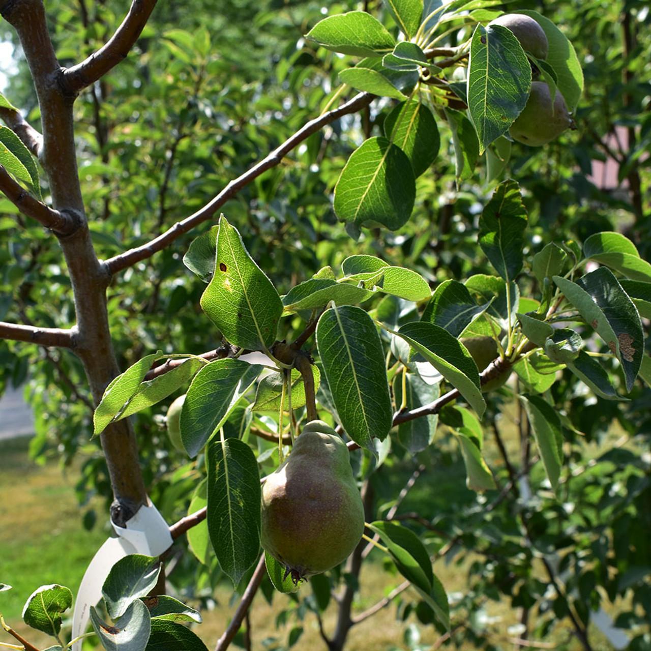 Pyrus Communis Bartlett - View 3 from www redcrocus com