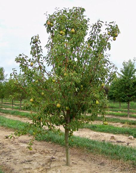Pyrus Communis Bartlett - View 8 from www redcrocus com