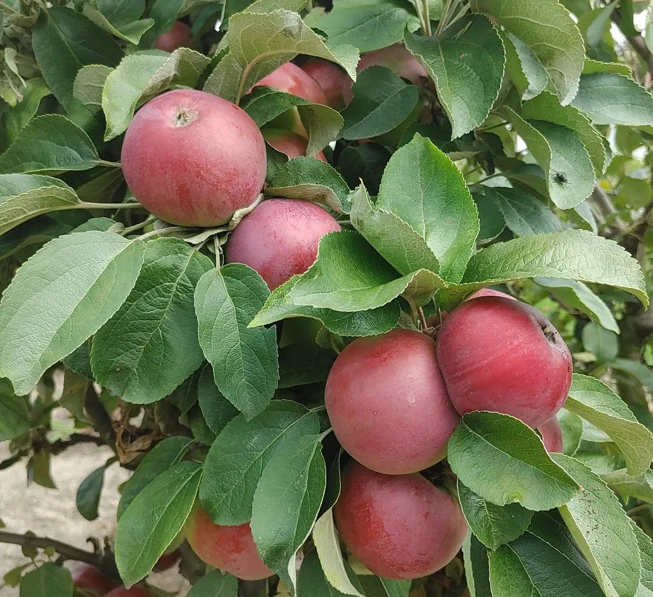 Malus Domestica Mcintosh - View 12 from www redcrocus com