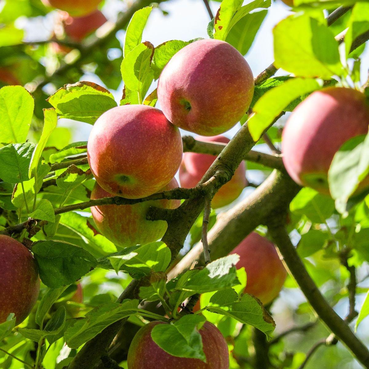 Malus Domestica Mcintosh - View 12 from www redcrocus com