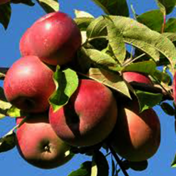 Malus Domestica Mcintosh - View 13 from www redcrocus com
