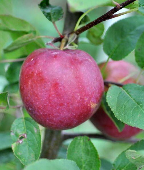 Malus Domestica Mcintosh - View 13 from www redcrocus com