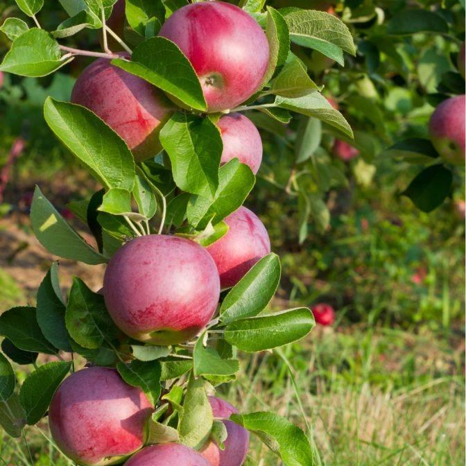 Malus Domestica Mcintosh - View 15 from www redcrocus com