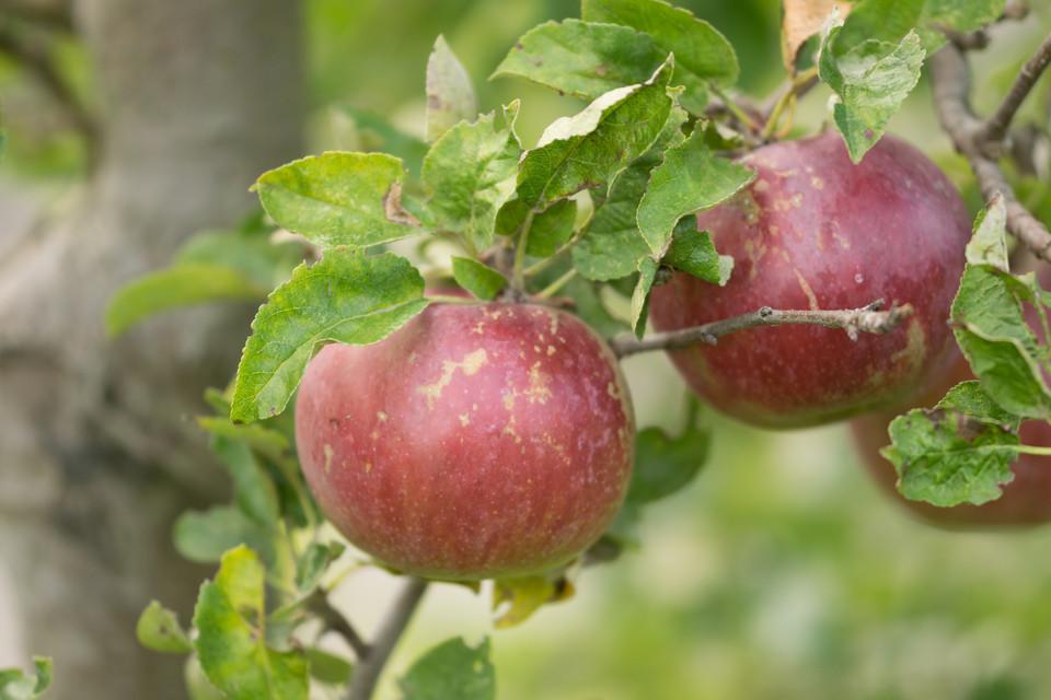 Malus Domestica Mcintosh - View 16 from www redcrocus com