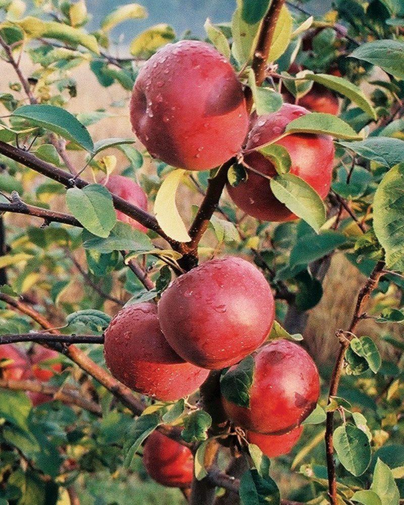 Malus Domestica Mcintosh - View 17 from www redcrocus com
