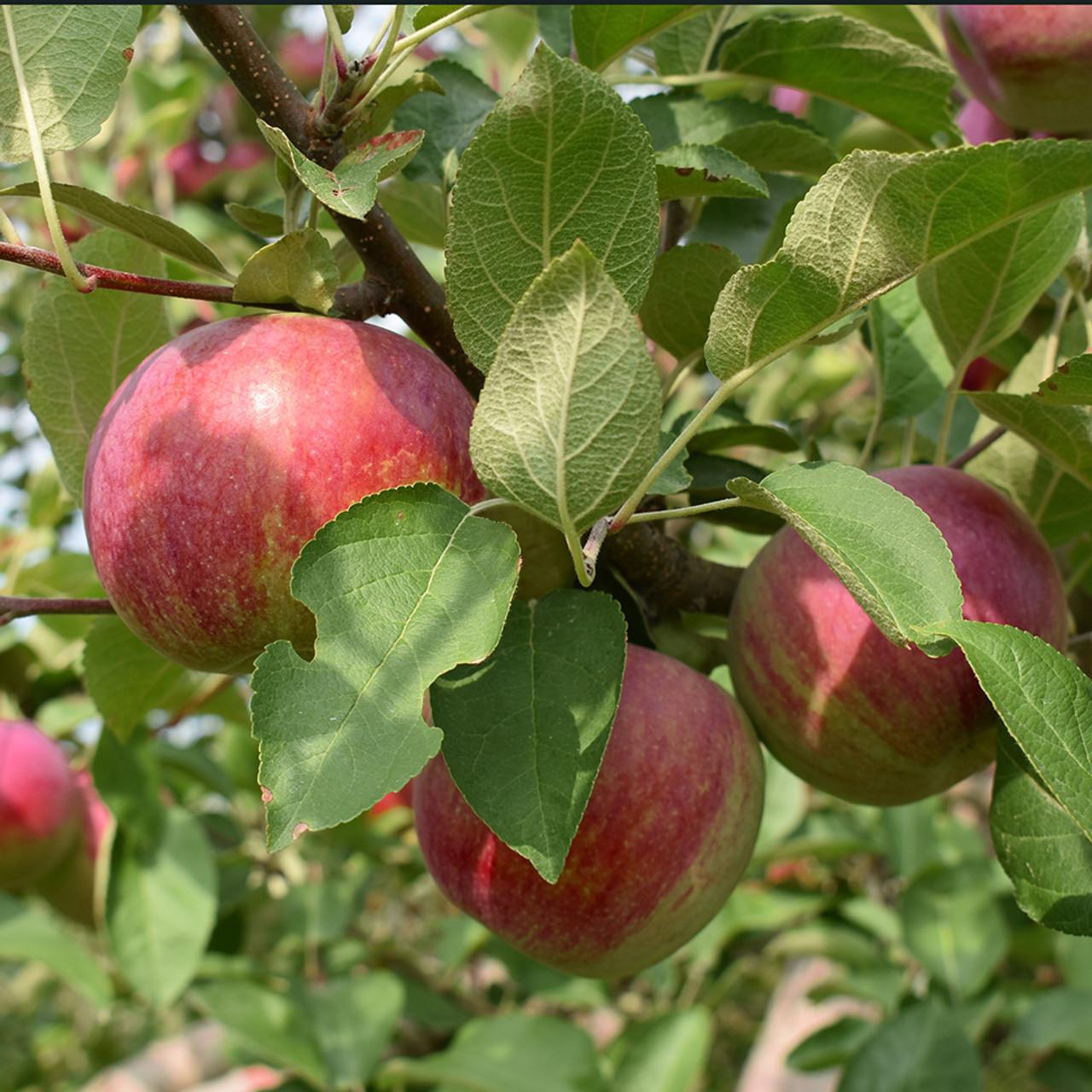 Malus Domestica Mcintosh - View 1 from www redcrocus com