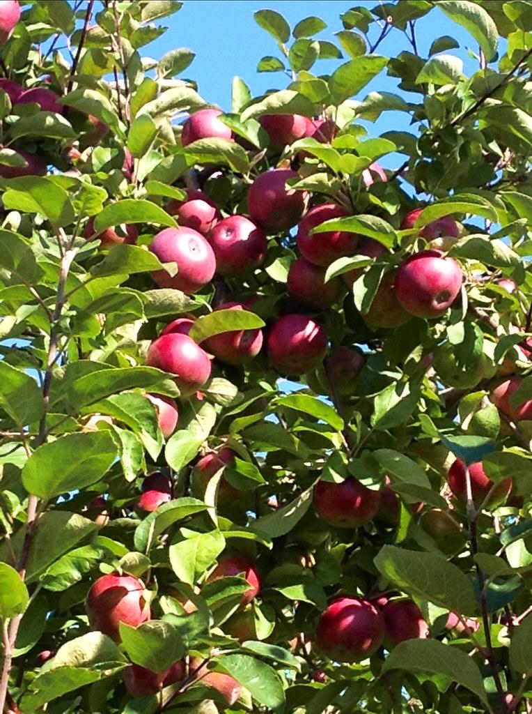 Malus Domestica Mcintosh - View 2 from www redcrocus com