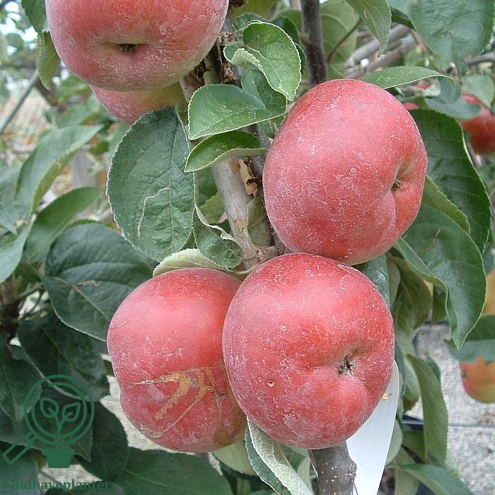 Malus Domestica Mcintosh - View 4 from www redcrocus com