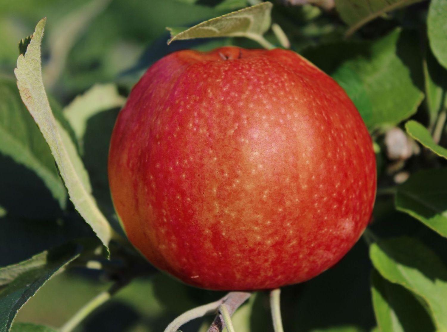 Malus Domestica Mcintosh - View 5 from www redcrocus com