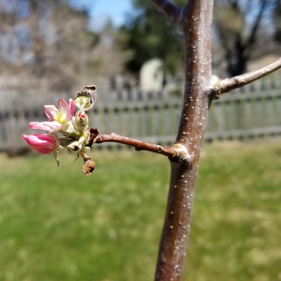 Malus Domestica Mcintosh - View 6 from www redcrocus com