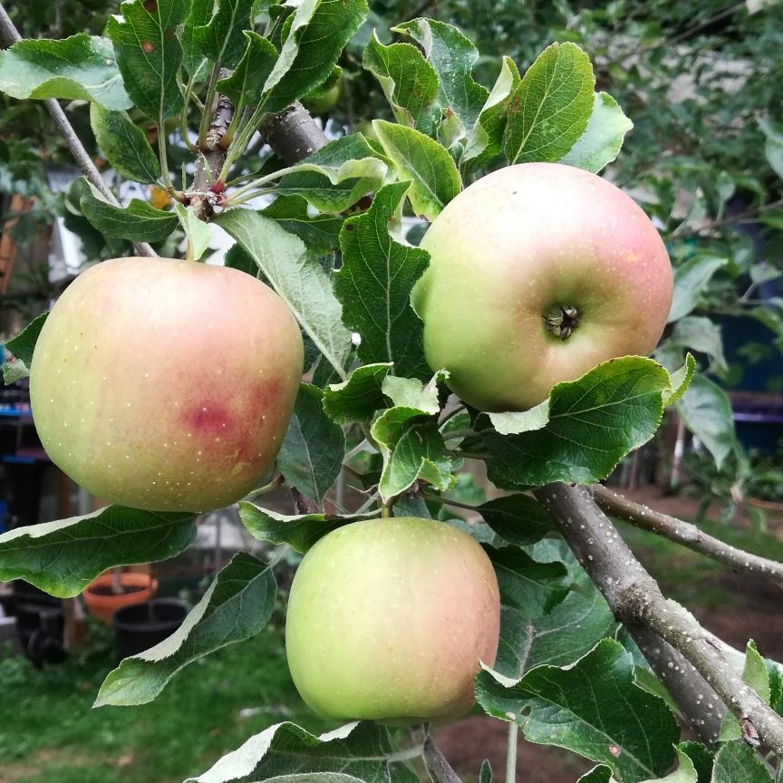 Malus Domestica Mcintosh - View 7 from www redcrocus com