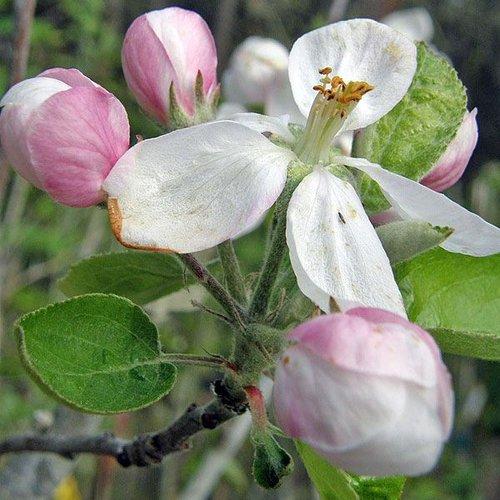Malus Domestica Mcintosh - View 9 from www redcrocus com