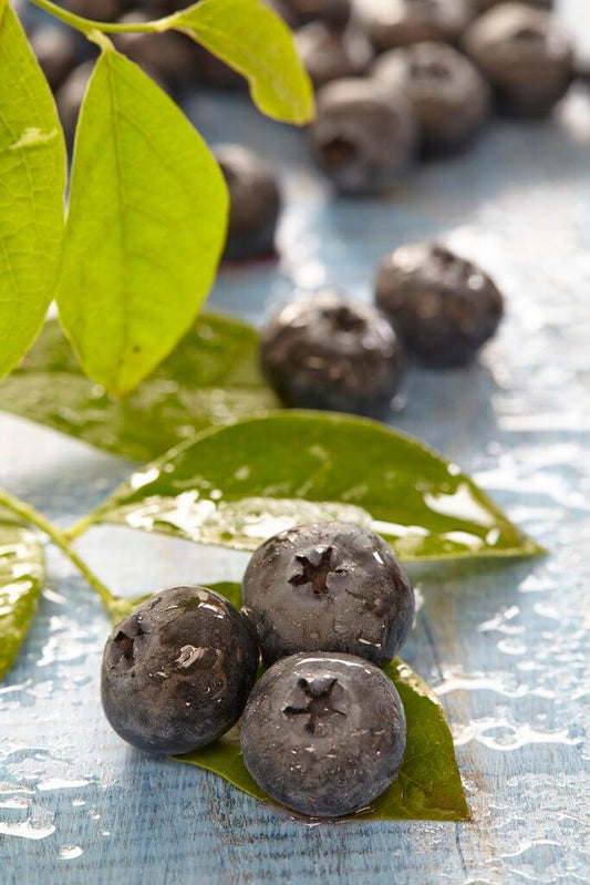 Blueberry Vaccinium Corymbosum Jersey - View 10 from www redcrocus com