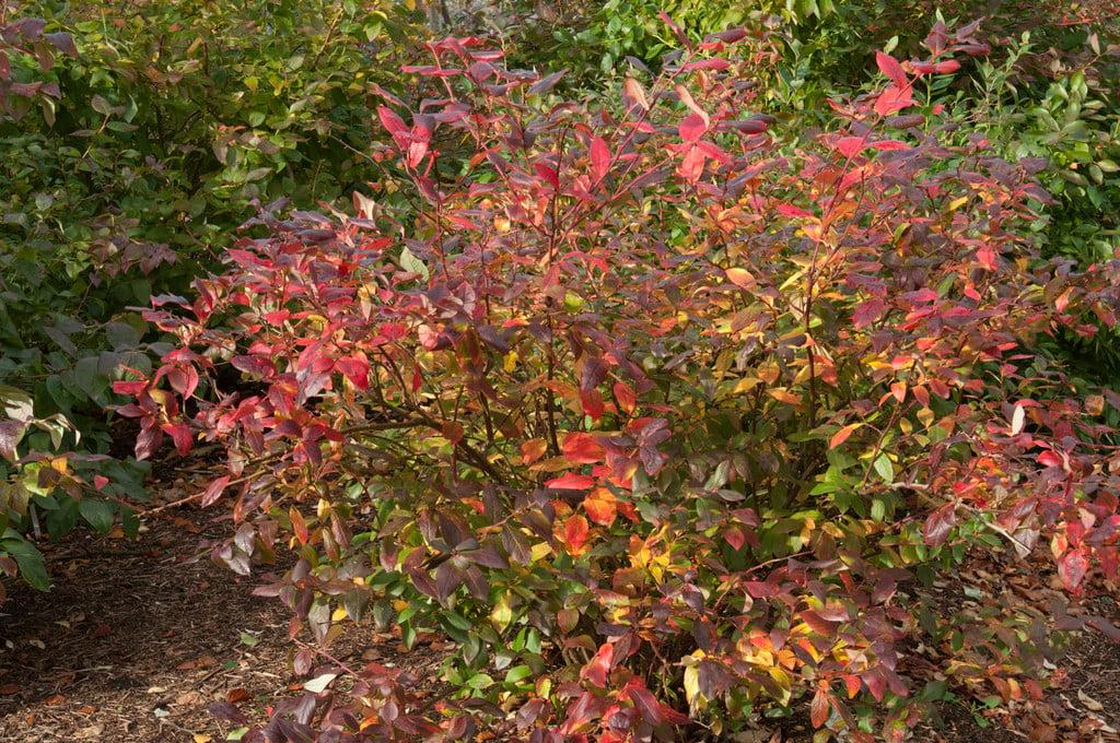 Blueberry, Vaccinium Corymbosum 'patriot' - View 10 from www redcrocus com