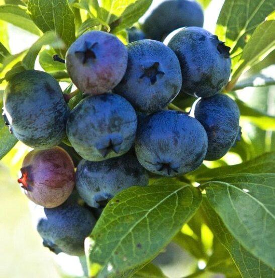 Blueberry, Vaccinium Corymbosum 'patriot' - View 14 from www redcrocus com