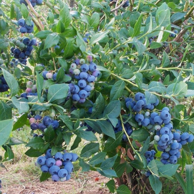 Blueberry, Vaccinium Corymbosum 'patriot' - View 17 from www redcrocus com