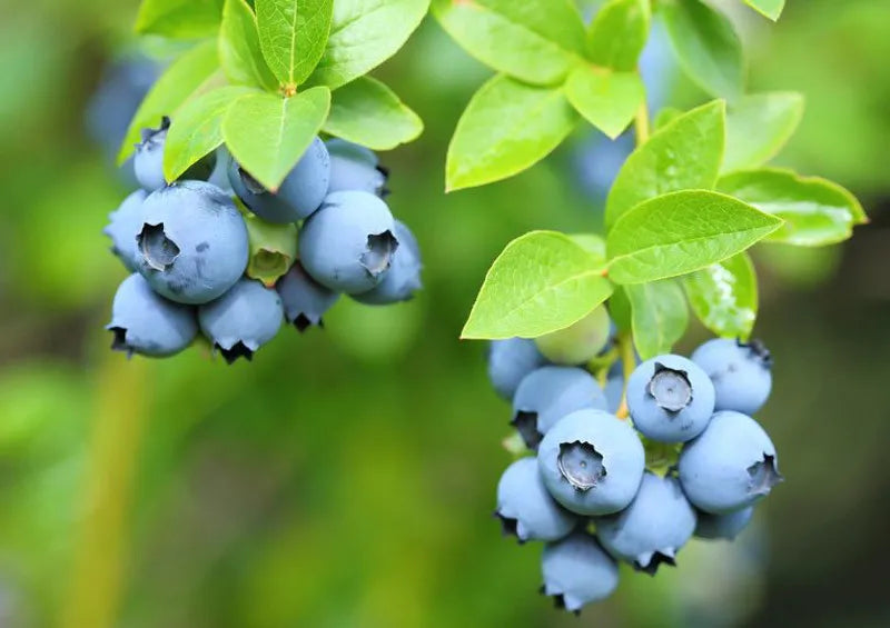 Blueberry, Vaccinium Corymbosum 'patriot' - View 1 from www redcrocus com