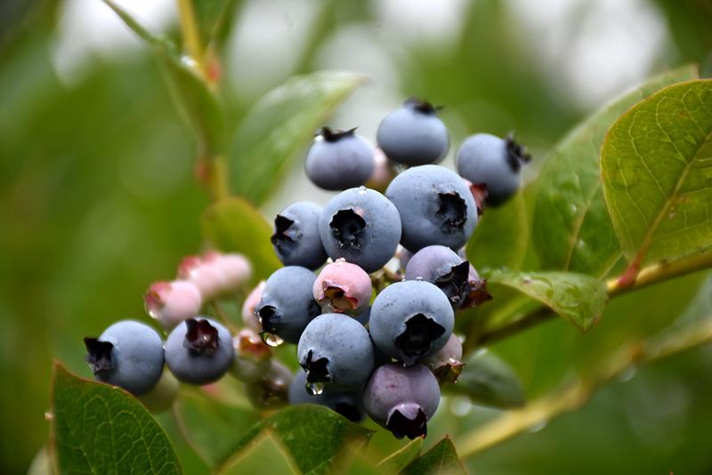 Blueberry, Vaccinium Corymbosum 'patriot' - View 21 from www redcrocus com