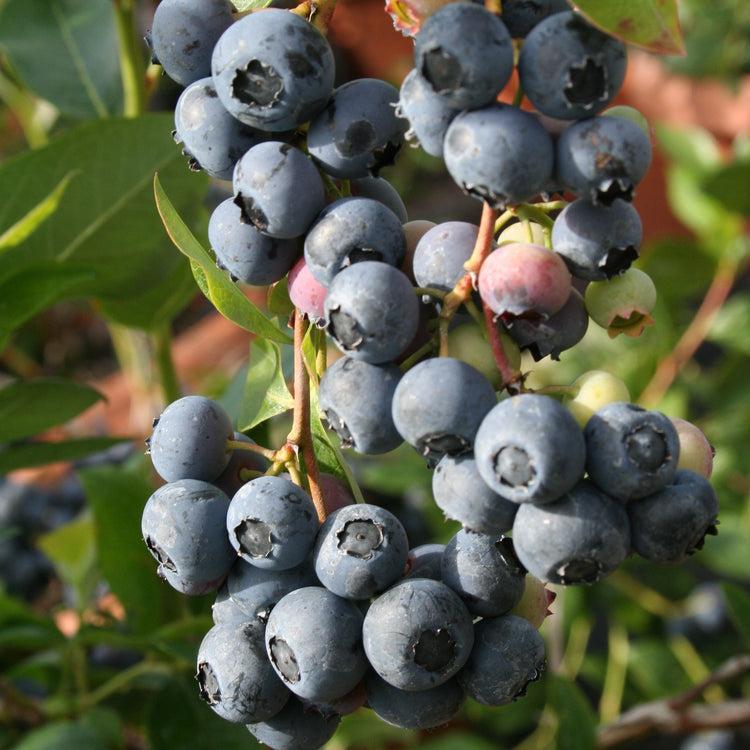 Blueberry, Vaccinium Corymbosum 'patriot' - View 23 from www redcrocus com