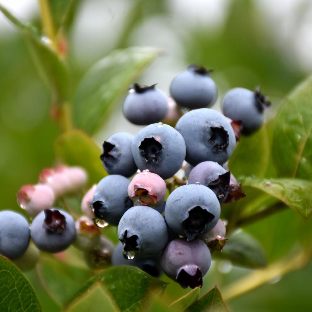 Blueberry, Vaccinium Corymbosum 'patriot' - View 32 from www redcrocus com
