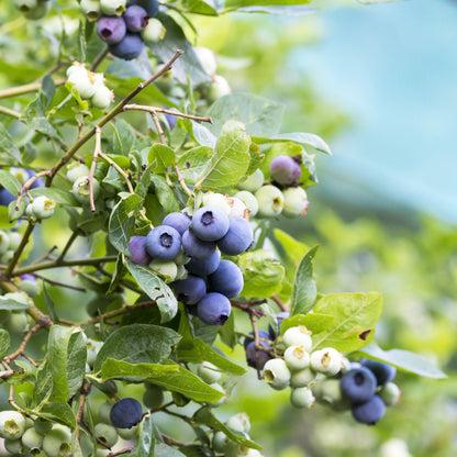 Blueberry, Vaccinium Corymbosum 'patriot' - View 33 from www redcrocus com