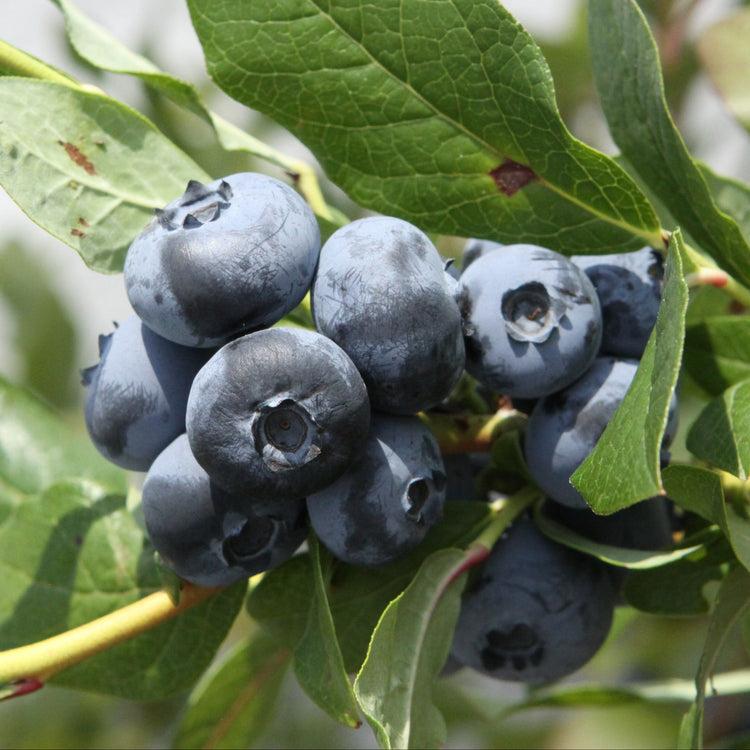 Blueberry, Vaccinium Corymbosum 'patriot' - View 34 from www redcrocus com