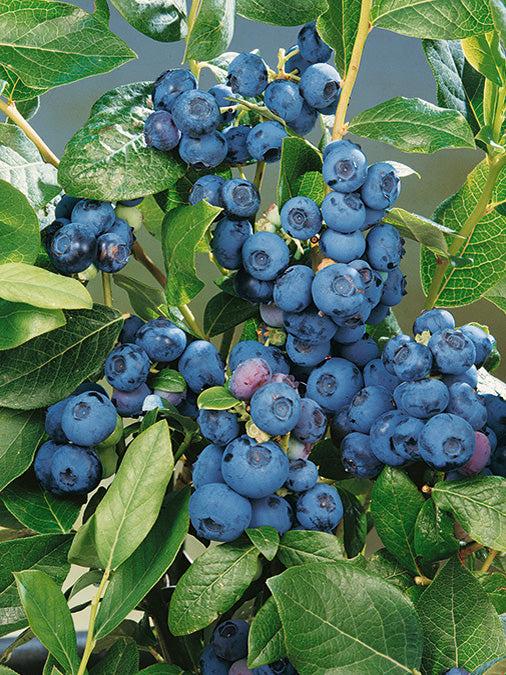 Blueberry, Vaccinium Corymbosum 'patriot' - View 4 from www redcrocus com