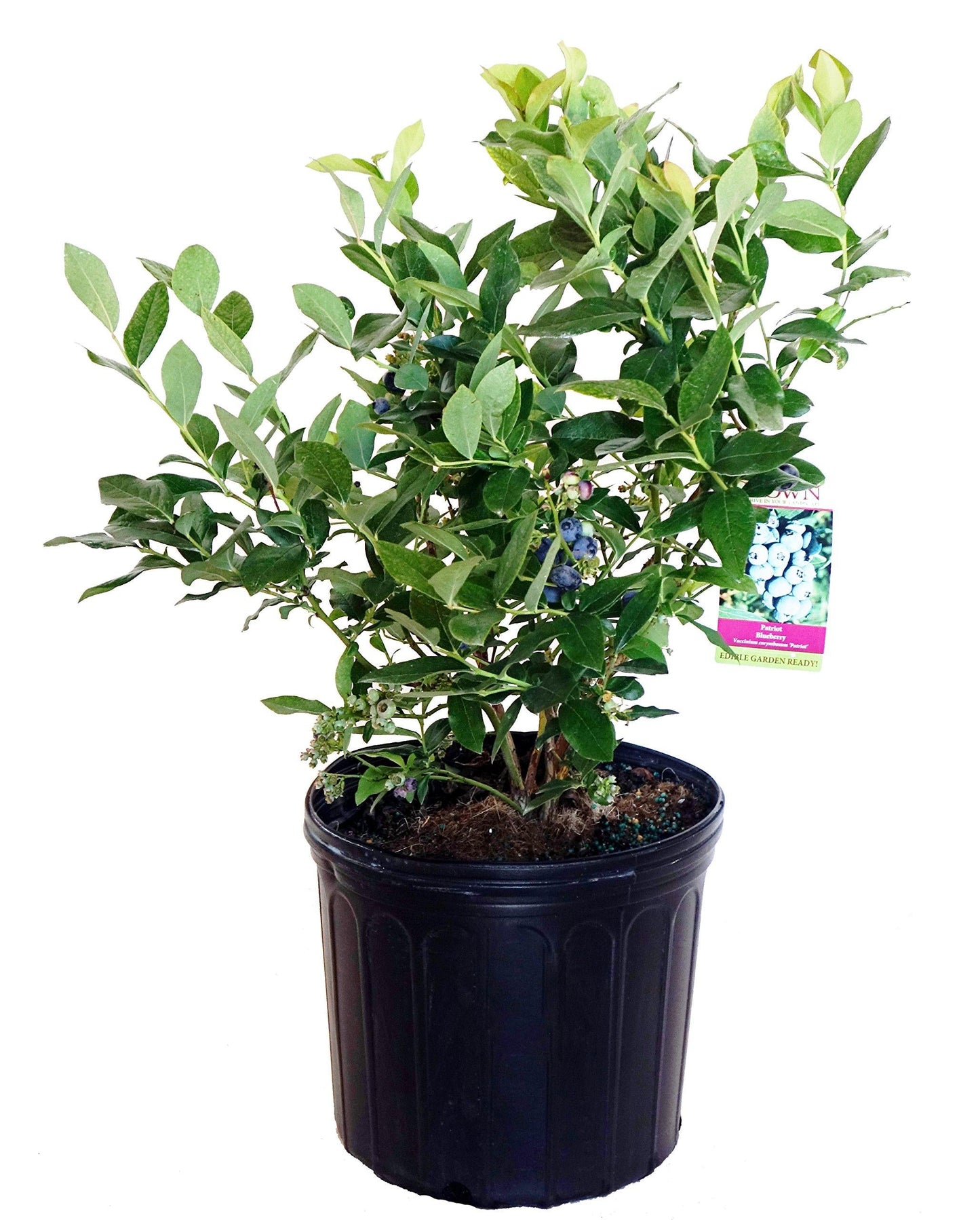 Blueberry, Vaccinium Corymbosum 'patriot' - View 5 from www redcrocus com