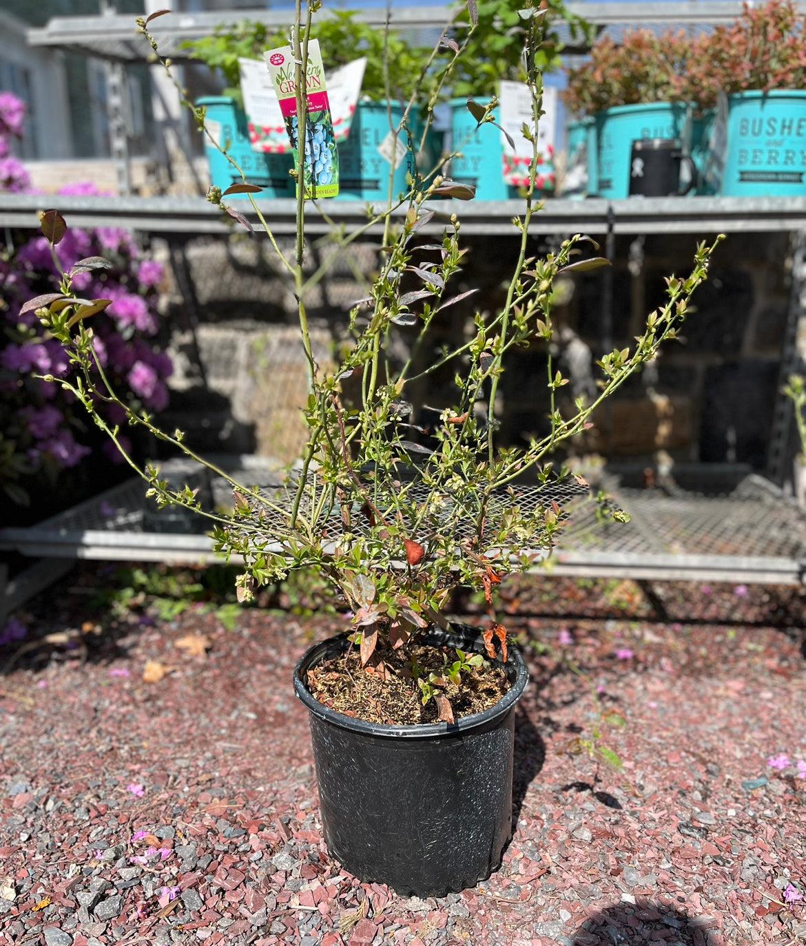 Blueberry, Vaccinium Corymbosum 'patriot' - View 7 from www redcrocus com