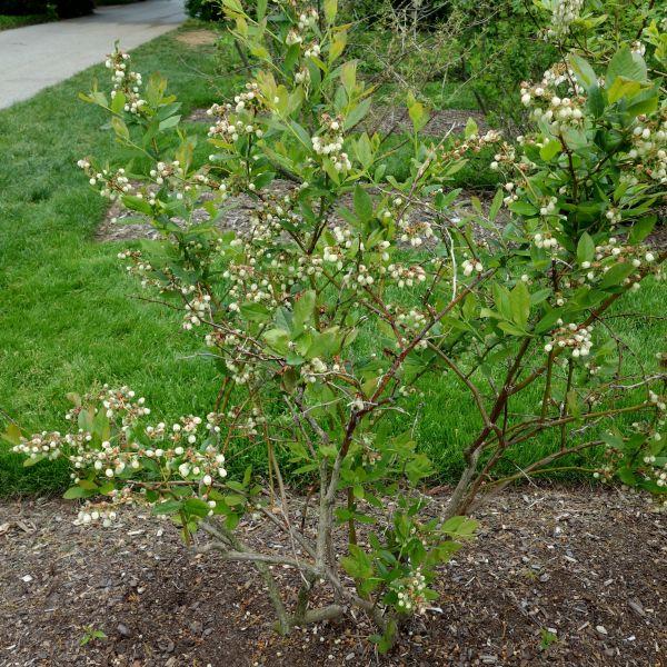 Blueberry, Vaccinium Corymbosum 'patriot' - View 9 from www redcrocus com