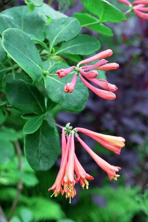 Lonicera X Brownii Dropmore Scarlet - View 10 from www redcrocus com
